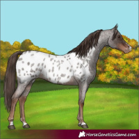 Horse Color:Liver Red Roan Near Leopard 