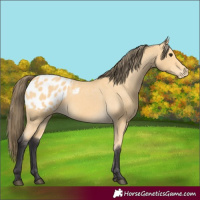 Horse Color:Buckskin Blanket 