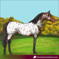Horse Color:Brown Near Leopard 
