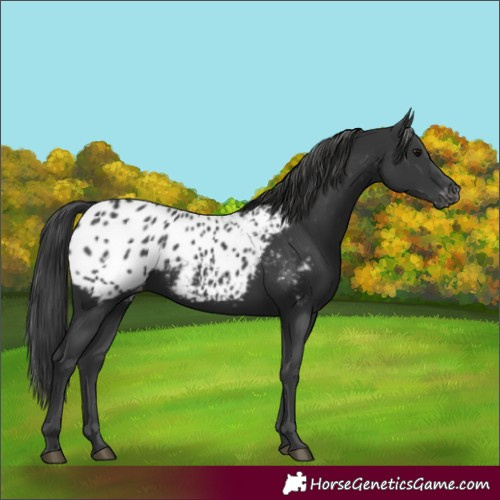 Horse Color:Black Blanket 