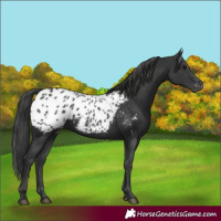 Horse Color:Black Appaloosa 
