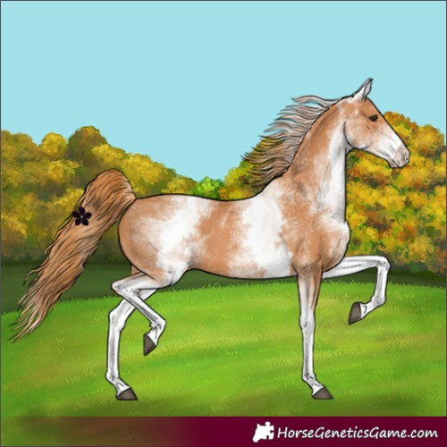 Horse Color:White Spotted Chestnut