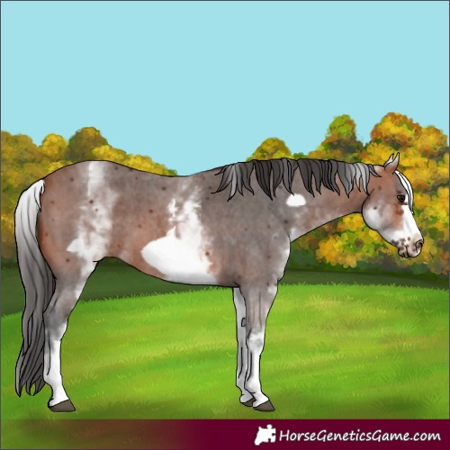 Horse Color:White Spotted Bay Sabino Frame 