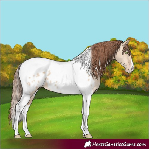 Horse Color:Amber Champagne Dun Tobiano Appaloosa 