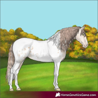 Horse Color:Amber Champagne Dun Tobiano Appaloosa
