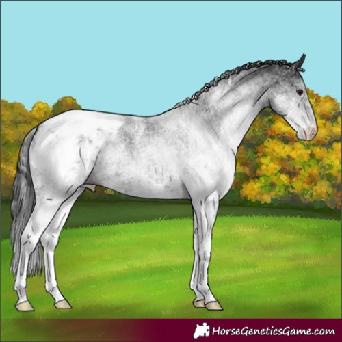 Horse Color:White Spotted Black Appaloosa 
