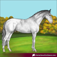 Horse Color:White Spotted Black Appaloosa