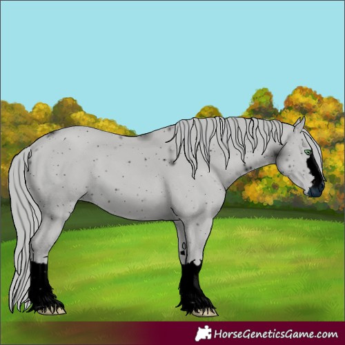 Horse Color:ERROR: UNKNOWN ANOMALY