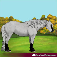 Horse Color:ERROR: UNKNOWN ANOMALY