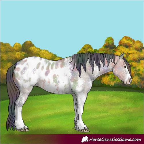 Horse Color:Nacre Brown Dun Sabino Appaloosa 