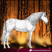 Horse Color:Gray Silver Bay Sabino Varnish 