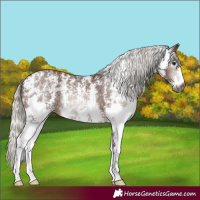 Horse Color:Gray Silver Bay Sabino Appaloosa 