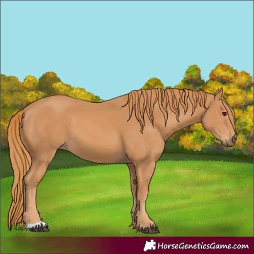 Horse Color:Chestnut 