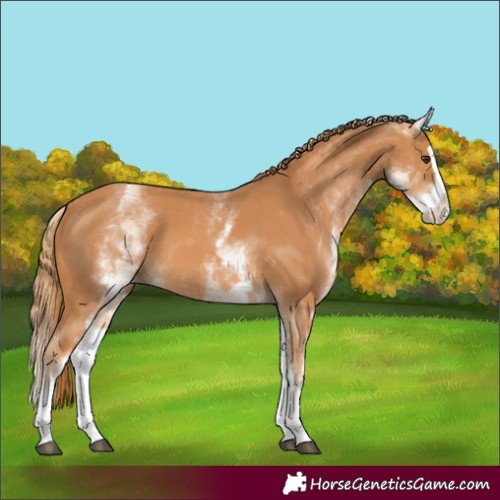 Horse Color:White Spotted Chestnut Splash 