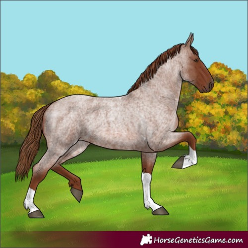 Horse Color:Red Roan Tobiano 