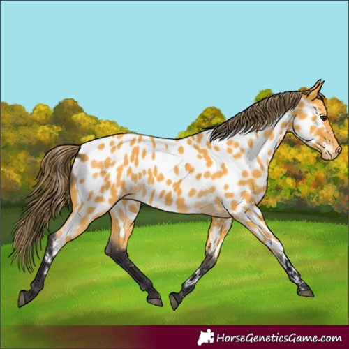 Horse Color:Buckskin Near Leopard