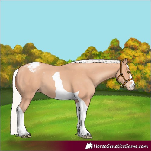 Horse Color:Silver Amber Champagne Tobiano Appaloosa