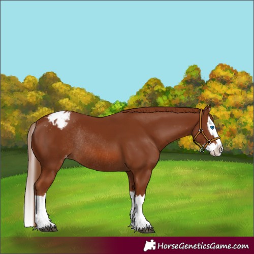 Horse Color:Chestnut Splash Varnish Rabicano 