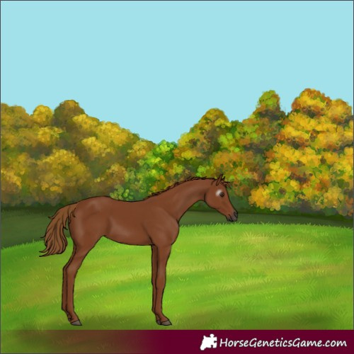 Horse Color:Gray Chestnut