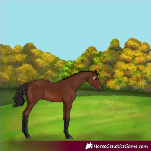 Horse Color:Gray Bay