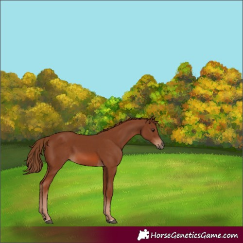 Horse Color:Chestnut 