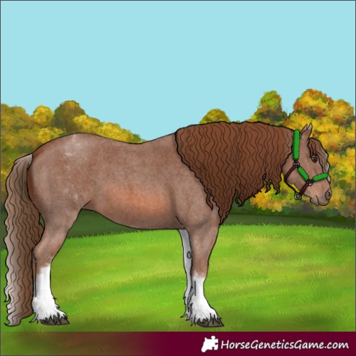 Horse Color:White Spotted Chestnut Sabino 
