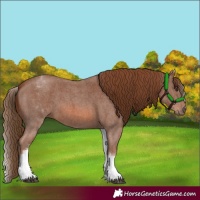 Horse Color:White Spotted Chestnut Sabino