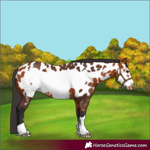 Horse Color:Bay Frame Appaloosa