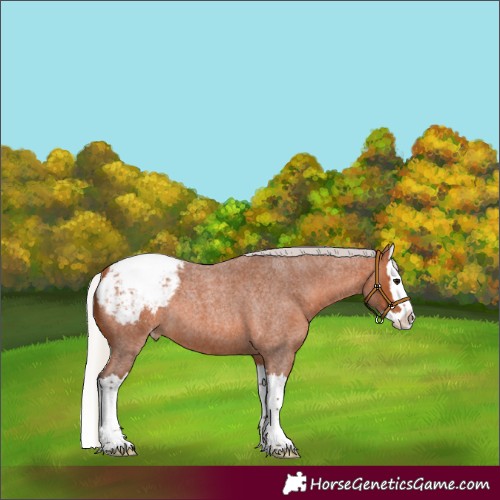 Horse Color:Silver Bay Roan Splash Appaloosa 
