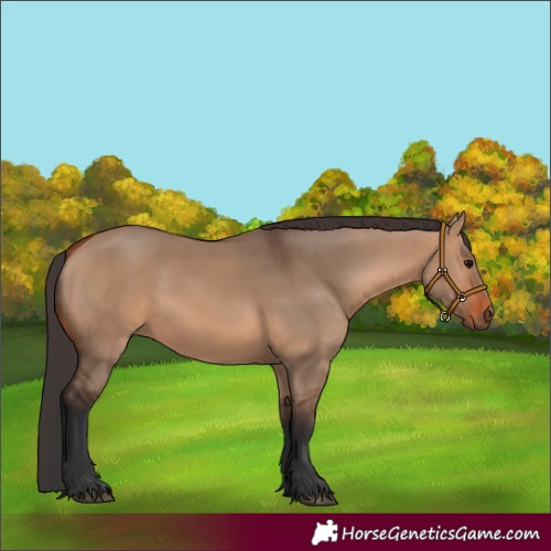 Horse Color:Bay Dun
