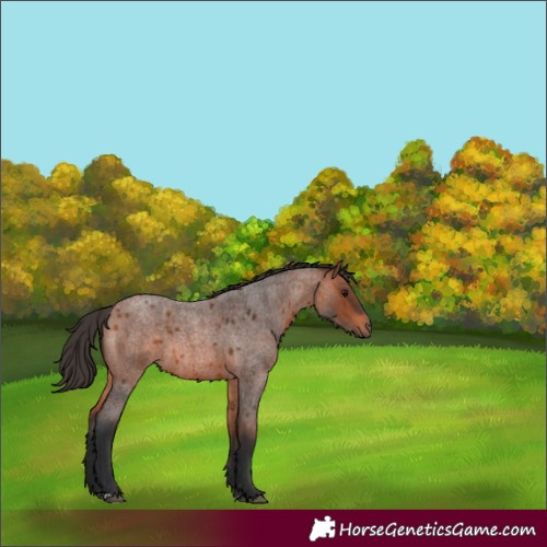 Horse Color:Bay Roan 