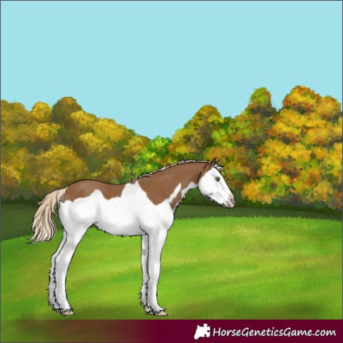 Horse Color:Chocolate Palomino Splash Frame 