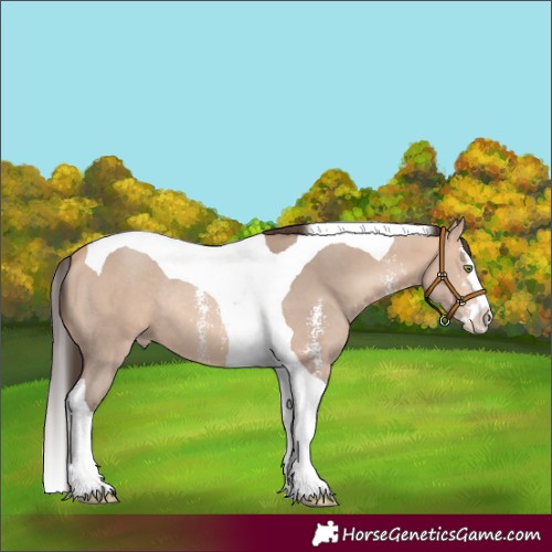 Horse Color:Amber Champagne Sabino Splash Tobiano Rabicano 
