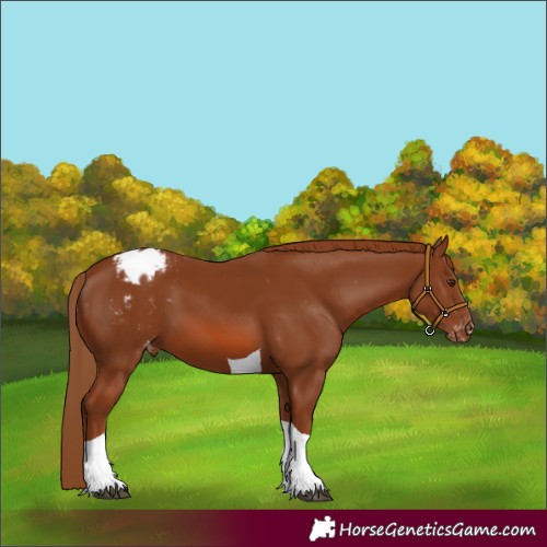 Horse Color:Chestnut Tobiano Varnish