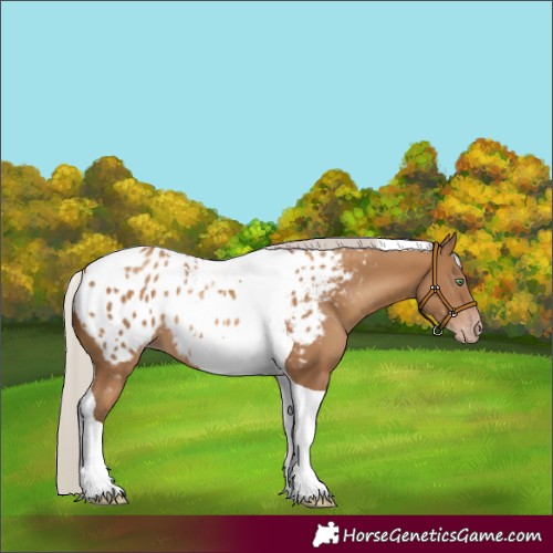 Horse Color:Gray Silver Amber Champagne Tobiano Appaloosa