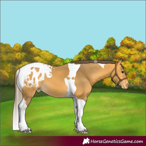 Horse Color:Buckskin Tobiano Appaloosa 