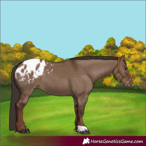 Horse Color:Liver Red Dun Appaloosa 