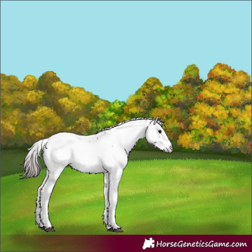Horse Color:Bay Tobiano Appaloosa Rabicano 