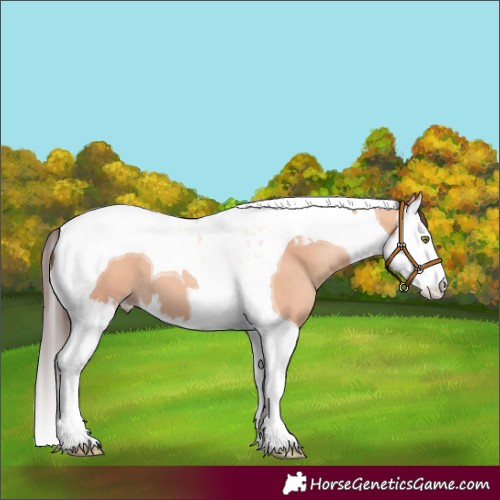 Horse Color:Amber Champagne Splash Tobiano 