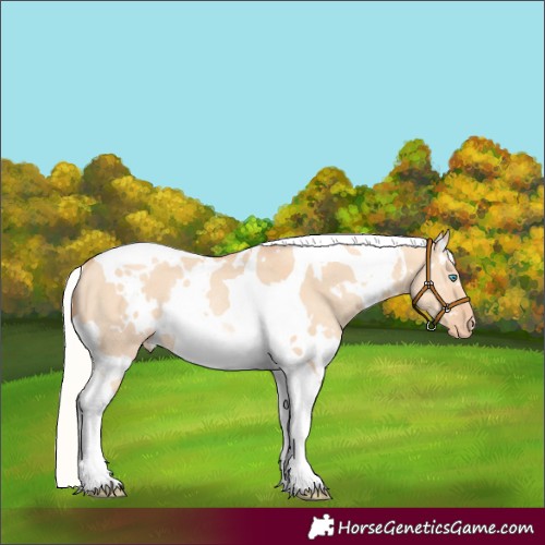 Horse Color:White Spotted Silver Amber Champagne Dun Tobiano Varnish Rabicano 