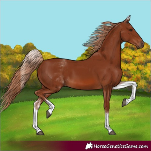 Horse Color:White Spotted Chestnut 