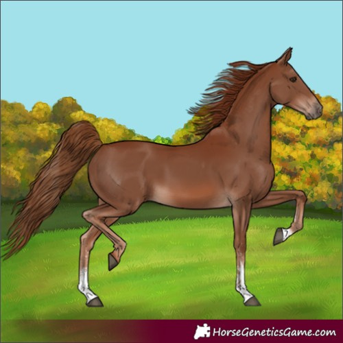 Horse Color:Chestnut Sabino 