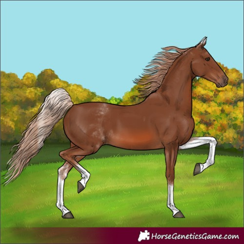 Horse Color:White Spotted Chestnut 