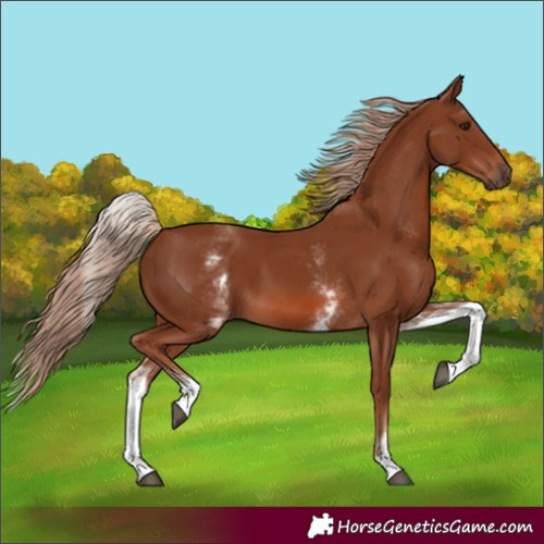Horse Color:White Spotted Chestnut 