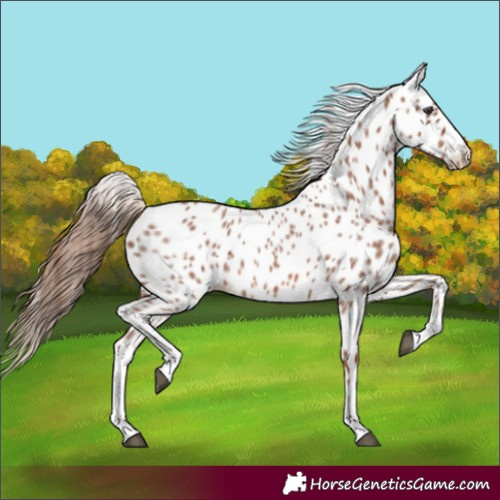 Horse Color:White Spotted Red Roan Appaloosa 