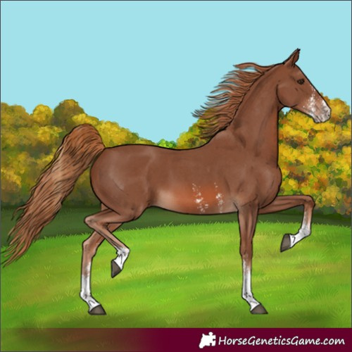 Horse Color:Chestnut Sabino 