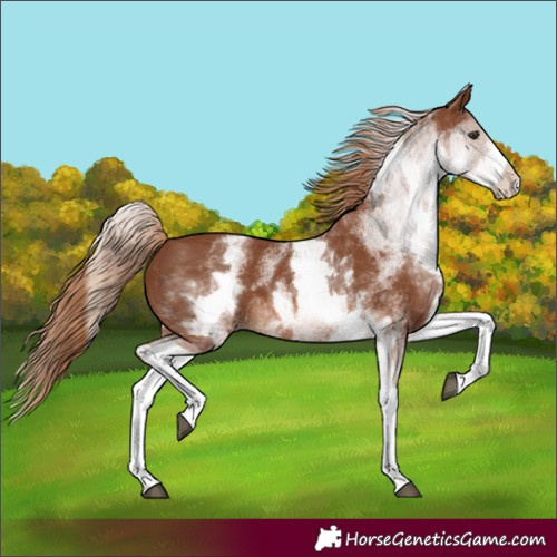 Horse Color:White Spotted Chestnut 
