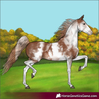 Horse Color:White Spotted Chestnut