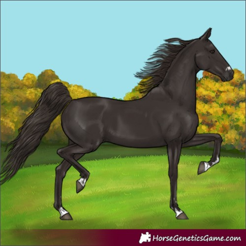 Horse Color:Liver Chestnut 