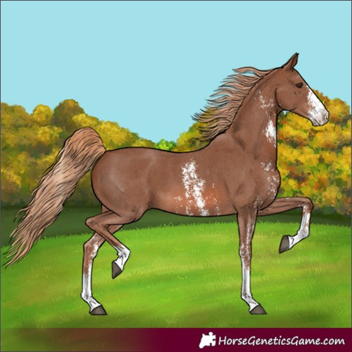 Horse Color:Chestnut Sabino 